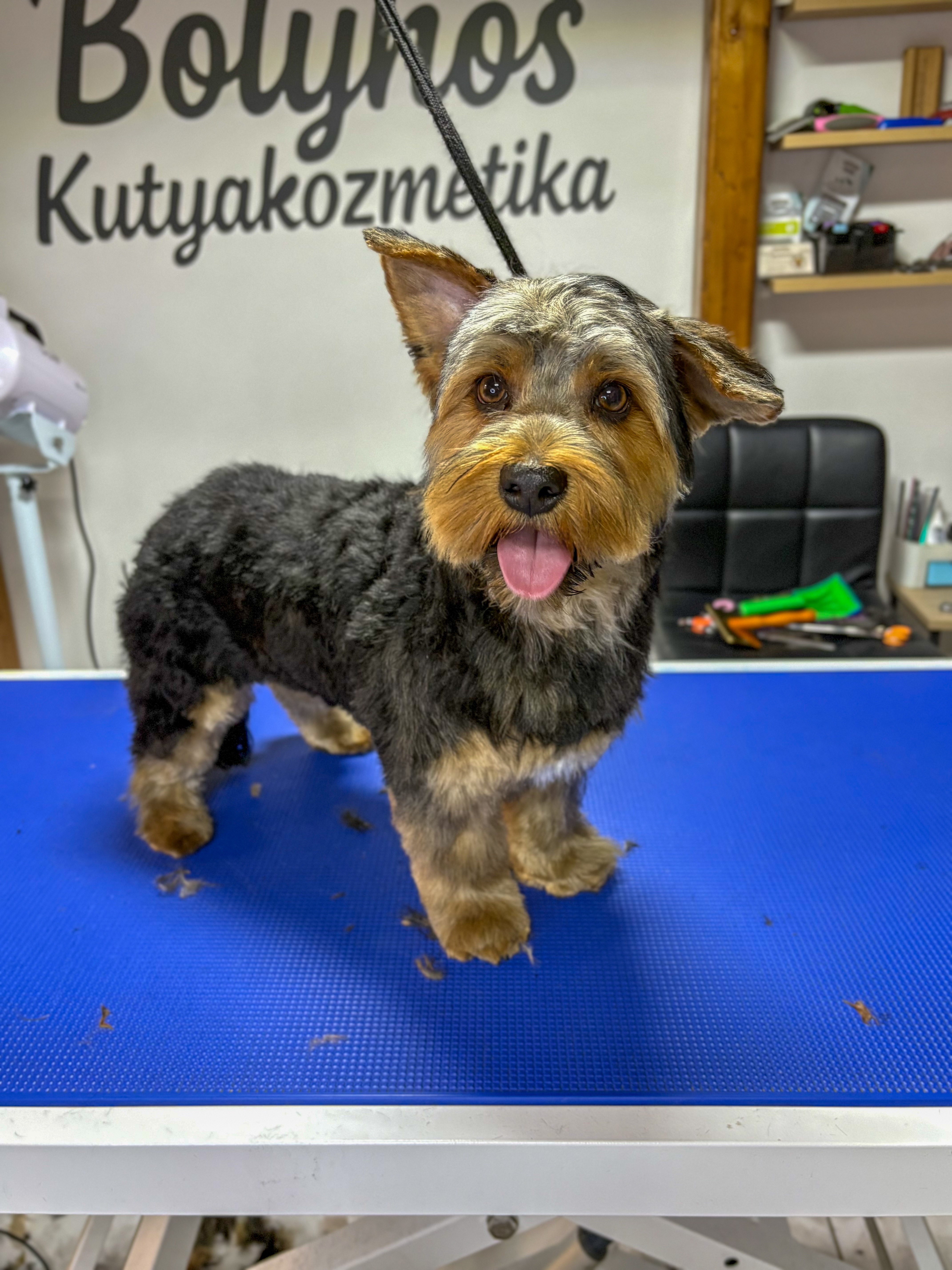 Frissen kozmetikázott kutyus portré