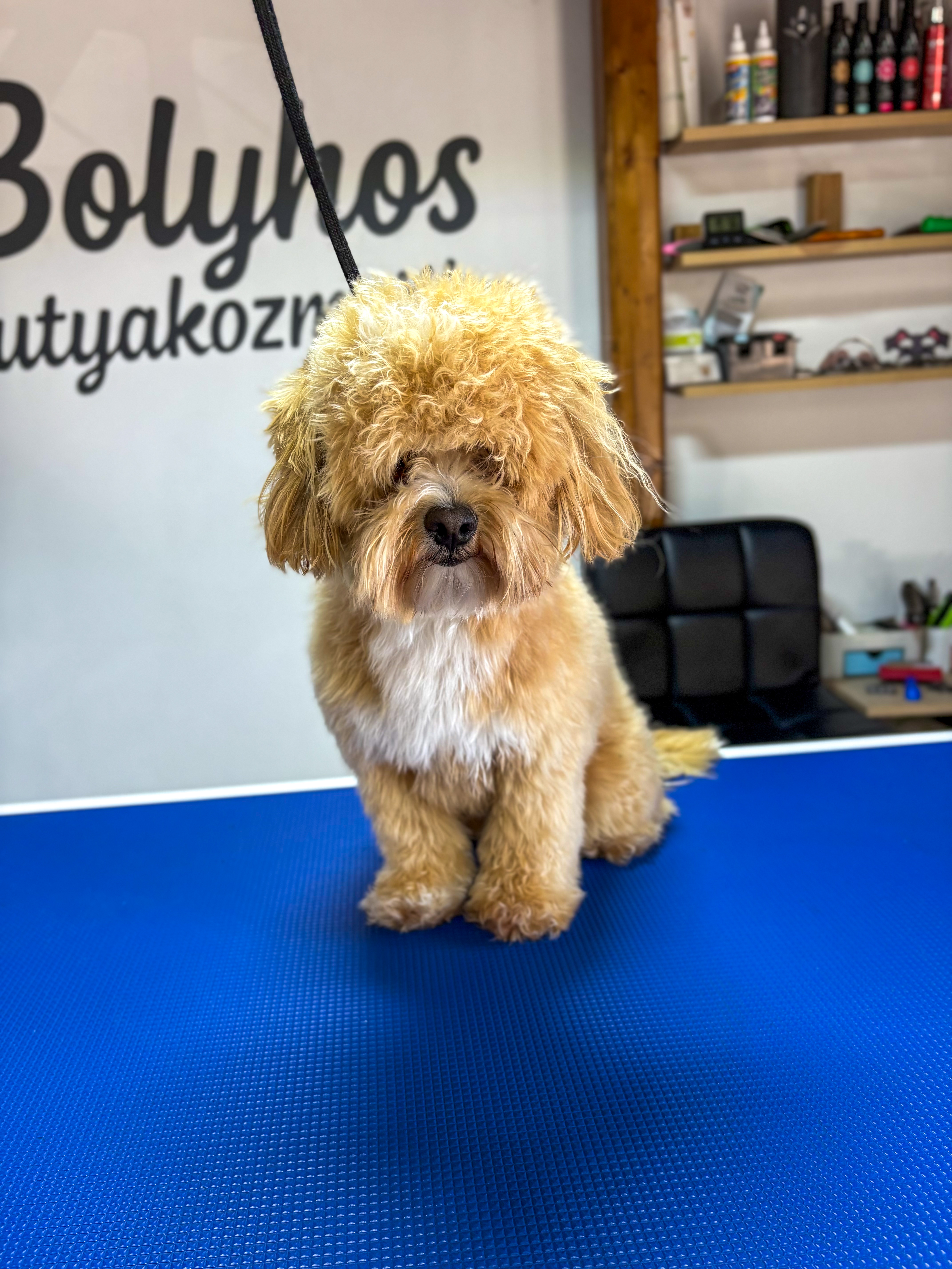 Ugyanaz a kutyus kozmetikázás után